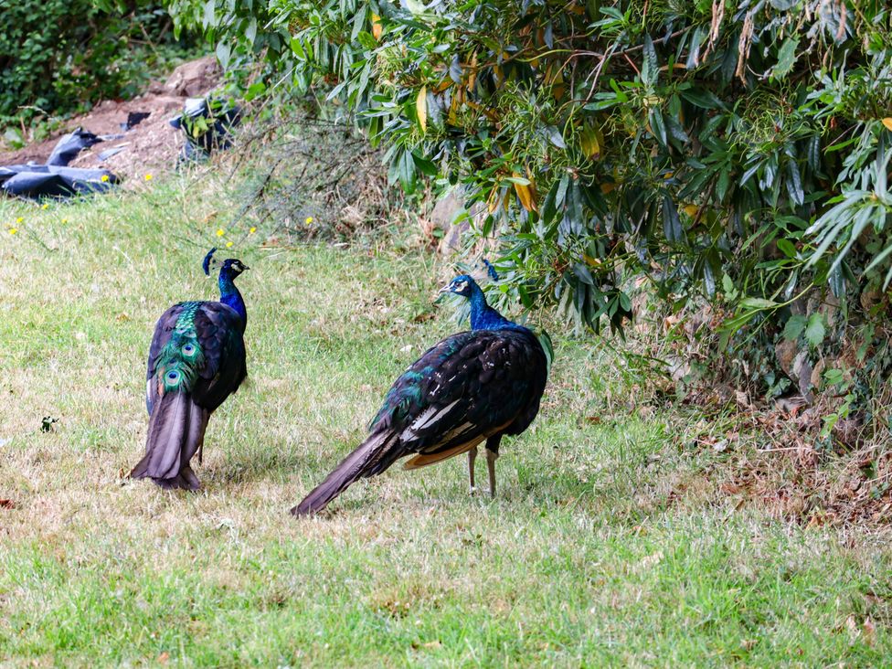 Two peafowl walking in a garden at the Farmhouse in Whitby