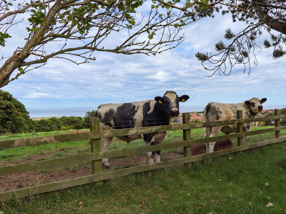 Cows near a fence with trees and a view in Whitby