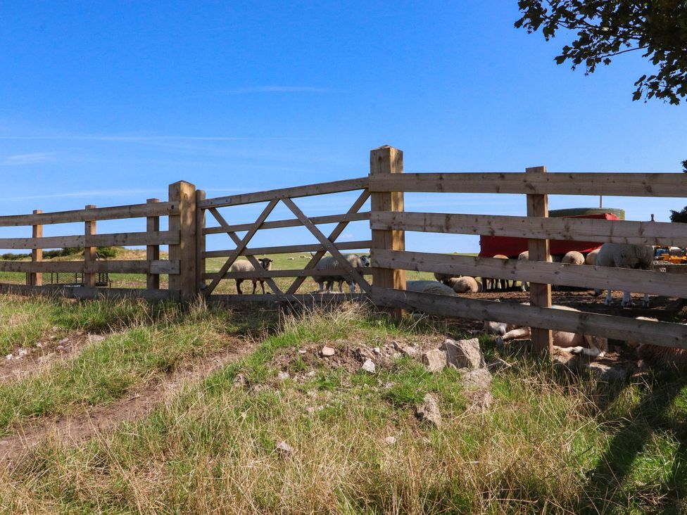 A fence with sheep and grass in the field at The Swallows near Glasson