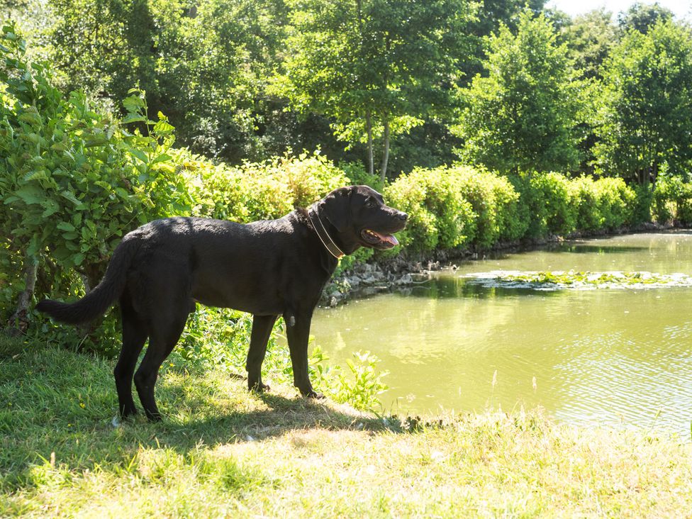 A dog standing near a pond at Lakewood Plot 3 in St. Osyth