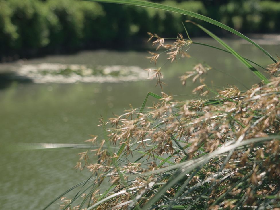 Vegetation near a body of water at Lakewood Plot 5 St. Osyth