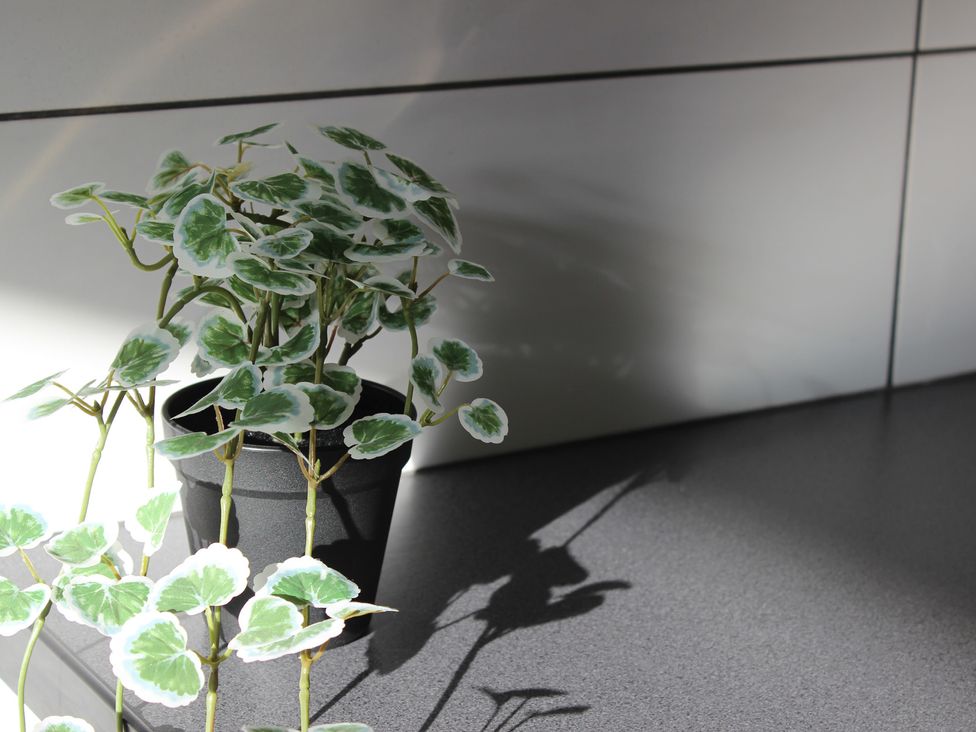 A plant in a pot on a table surface at Oliver Wests Apartment 1 in Scarborough