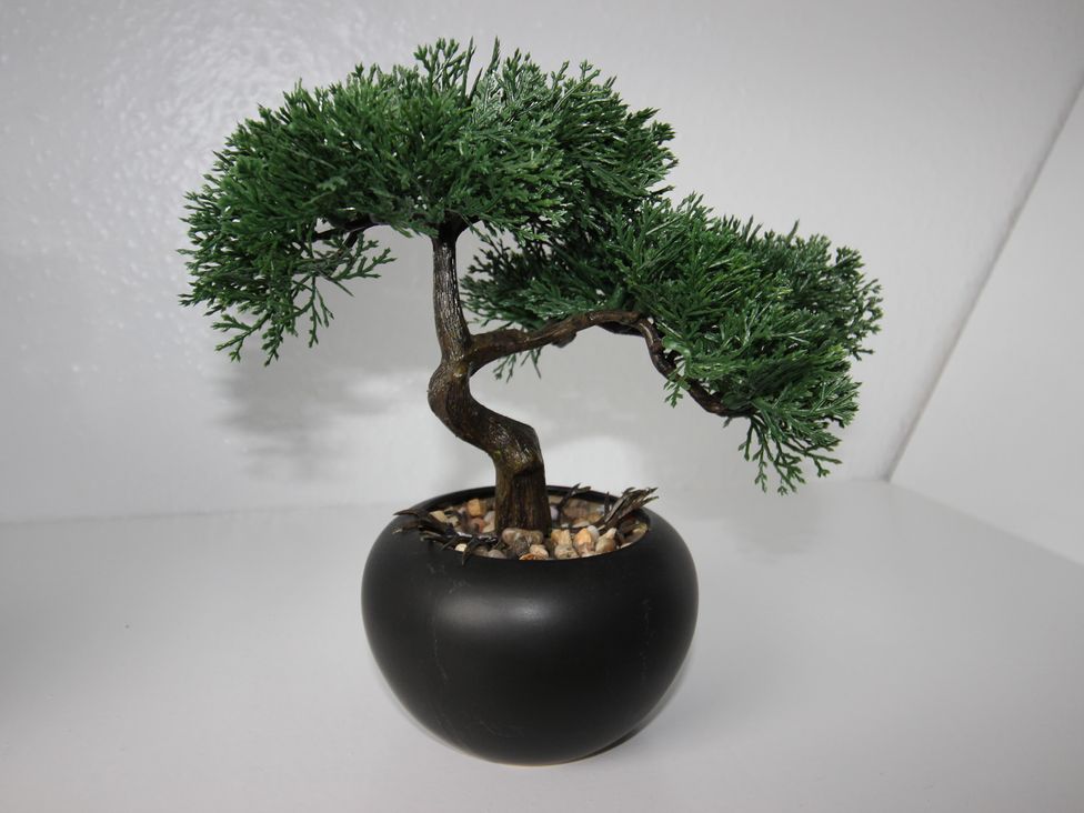 A bonsai tree in a black pot at Brinkburn House, Scarborough