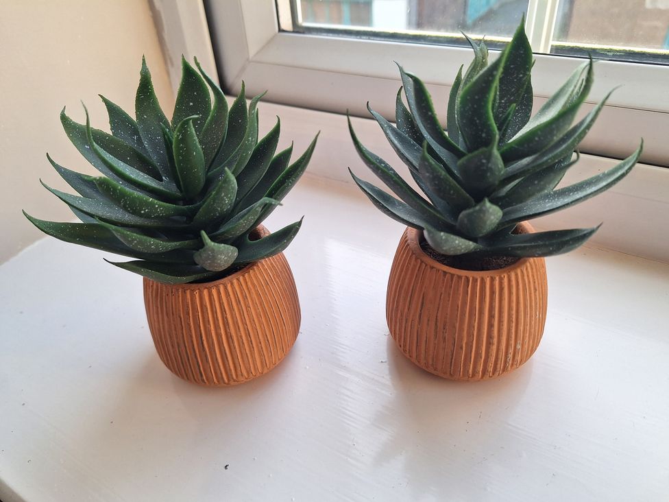 Two plants in pots on a windowsill at Old Coach House Apartment Scarborough