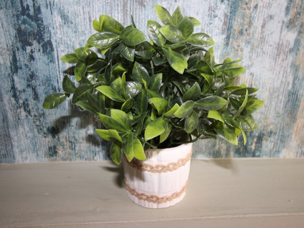 A decorative plant in a white ceramic pot at Cornerhouse Apartment 1 Llandudno