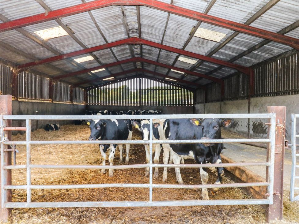 A barn with cows and straw at The Cheese House near Charmouth