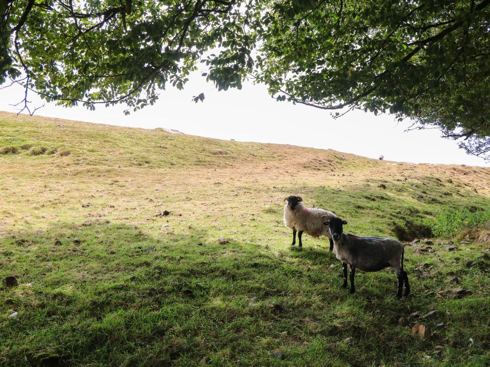 Two sheep grazing in a grassy area under a tree