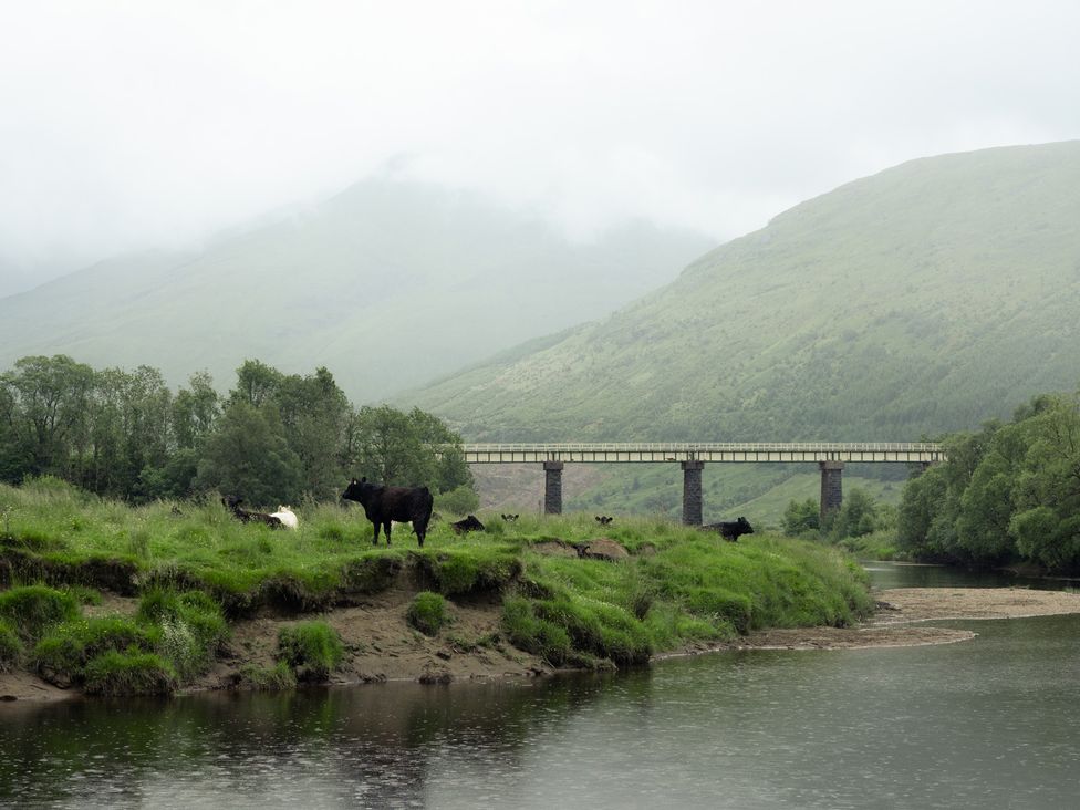A landscape with cows near a river and a bridge at Curlew Cottage in Crianlarich