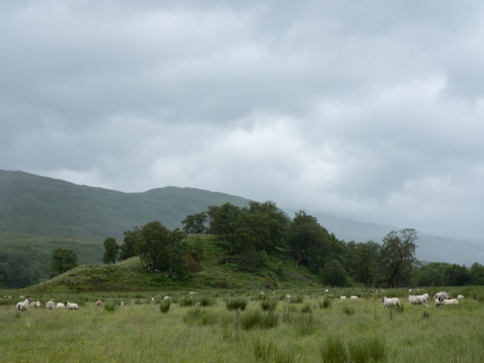 A field with sheep grazing and hills in the background at Curlew Cottage Crianlarich