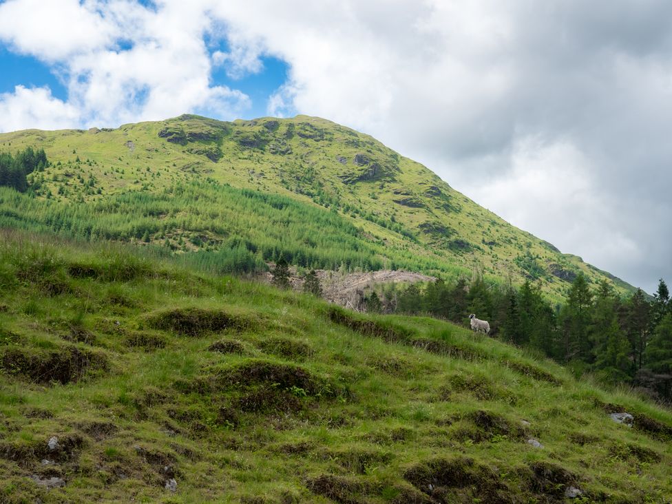 A mountain landscape with grass and trees and a sheep at Curlew Cottage Crianlarich