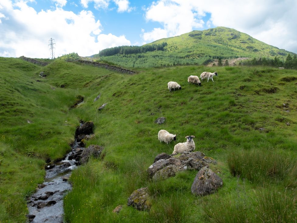 A landscape with sheep grazing near a stream and a mountain in the background at Curlew Cottage Crianlarich