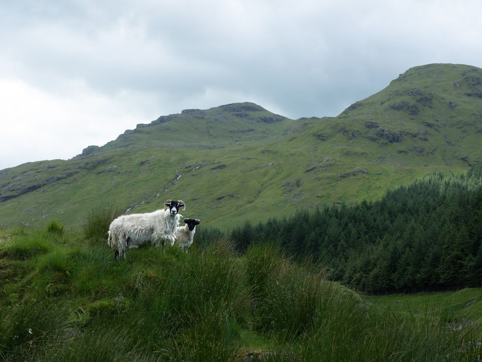 Two sheep standing on grass in a mountainous landscape at Curlew Cottage Crianlarich