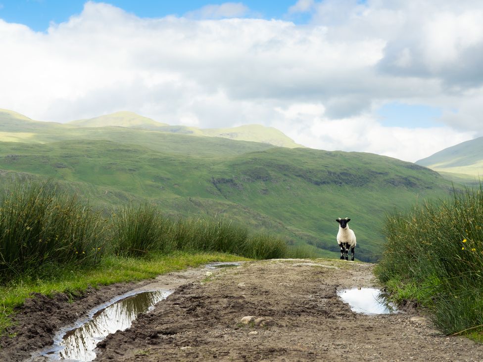 A sheep on a dirt path in a grassy field at Curlew Cottage Crianlarich