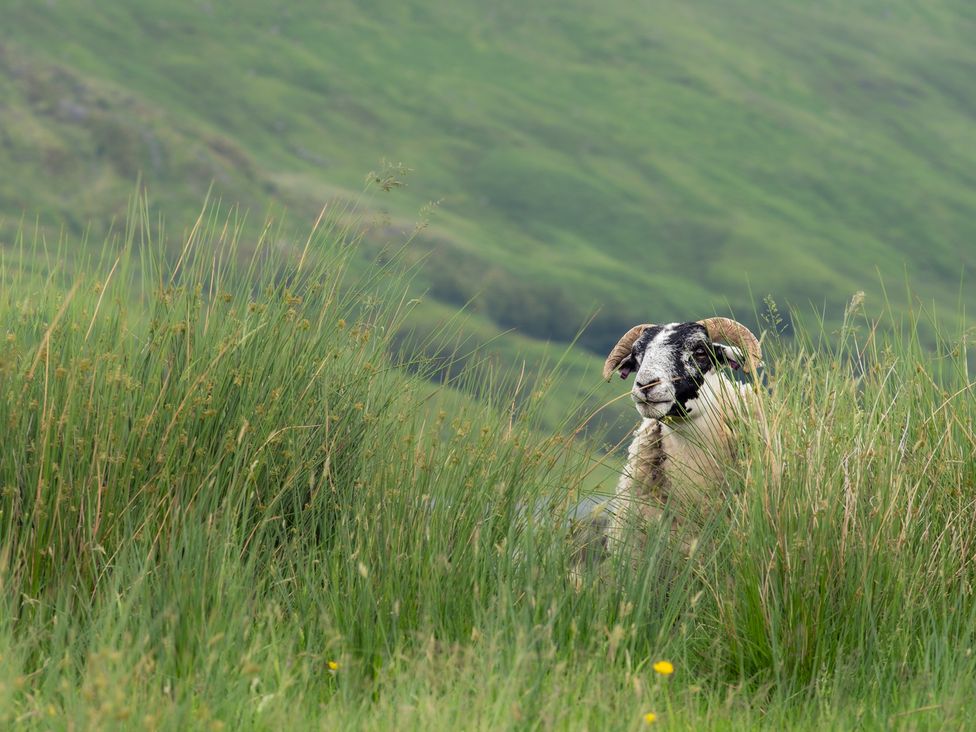A sheep in tall grass on a hillside at Curlew Cottage Crianlarich