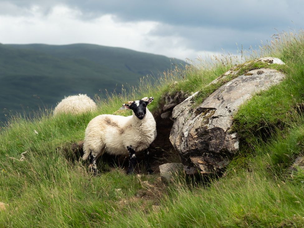 A sheep standing near a rock in a grassy area