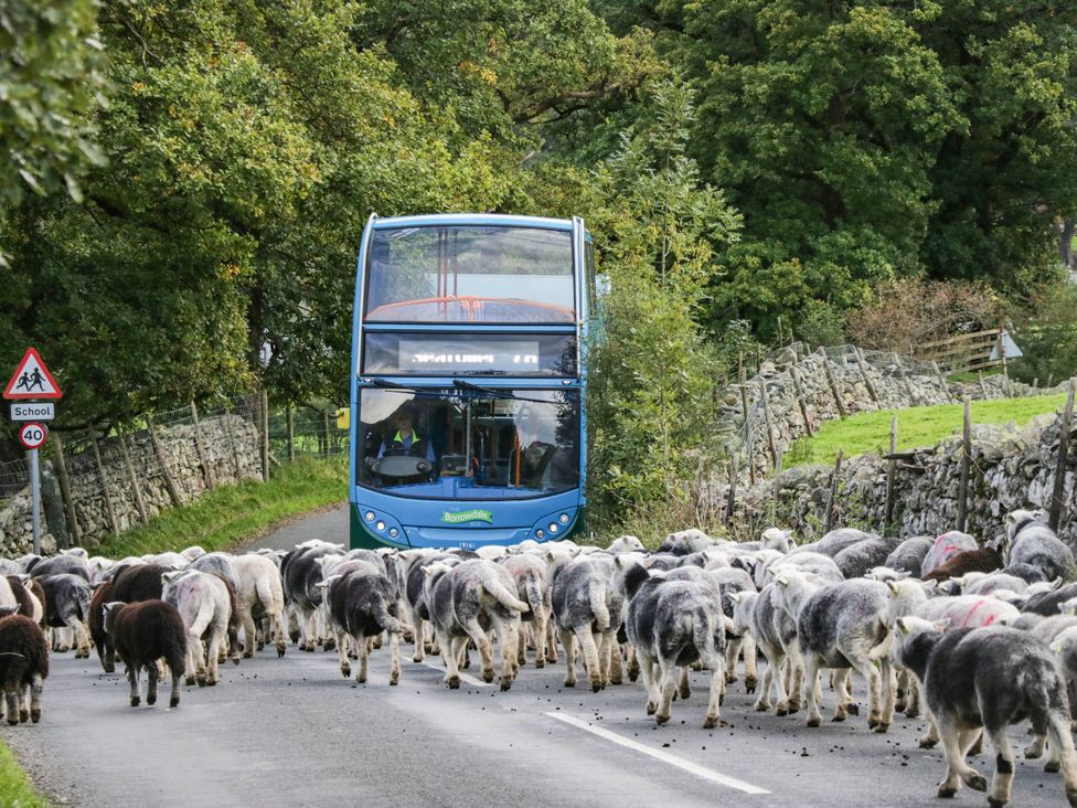 A bus stopped on a road with sheep crossing in Keswick