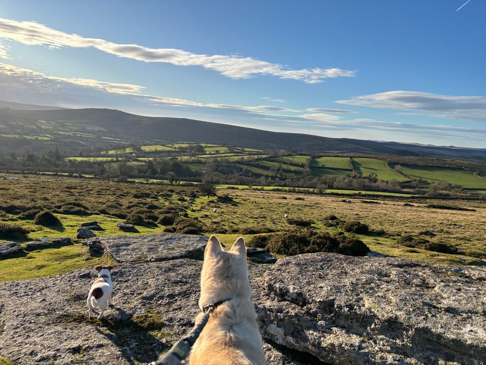 Two dogs looking out over a landscape at Dashel Cottage at Dockwell Farm, Widecombe-In-The-Moor