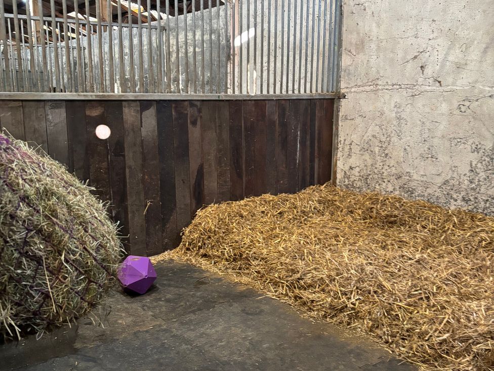 A stable with straw and a purple toy at Dashel Cottage at Dockwell Farm Widecombe-In-The-Moor