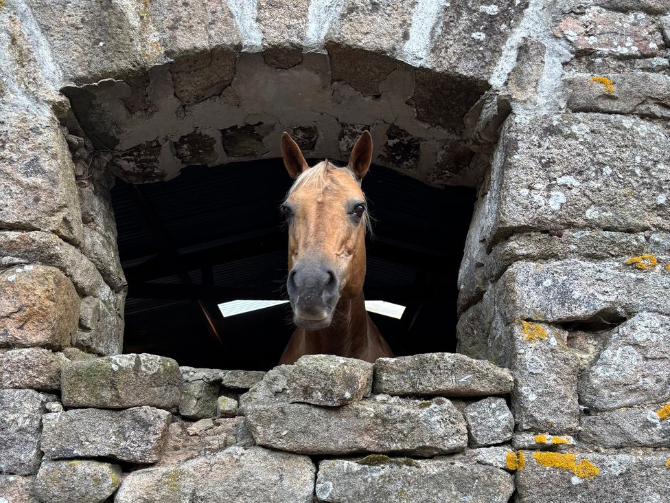 A horse looking out of a stone wall window in a barn at Dashel Cottage at Dockwell Farm Widecombe-In-The-Moor