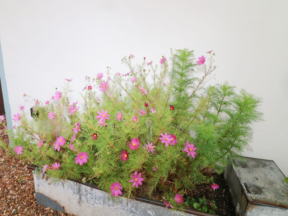 A planter with pink flowers and green foliage at Lodgeview Nottingham