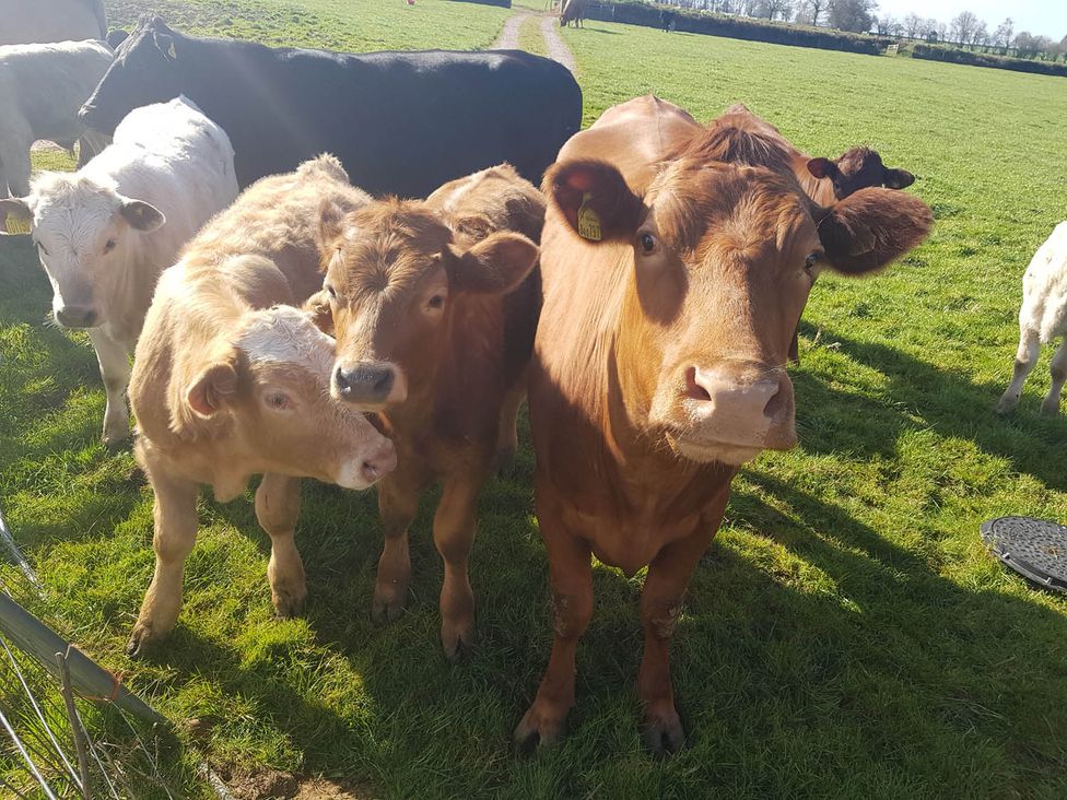 A group of cows and calves in a field with a dirt path at a farm