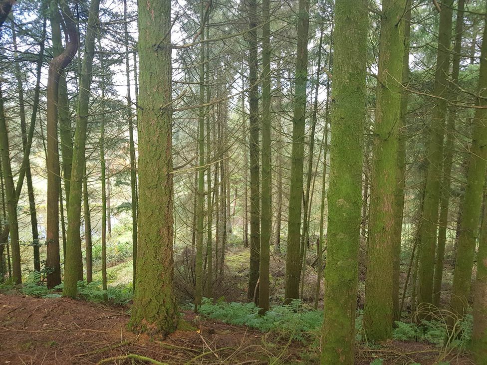 A dense forest with tall trees and undergrowth