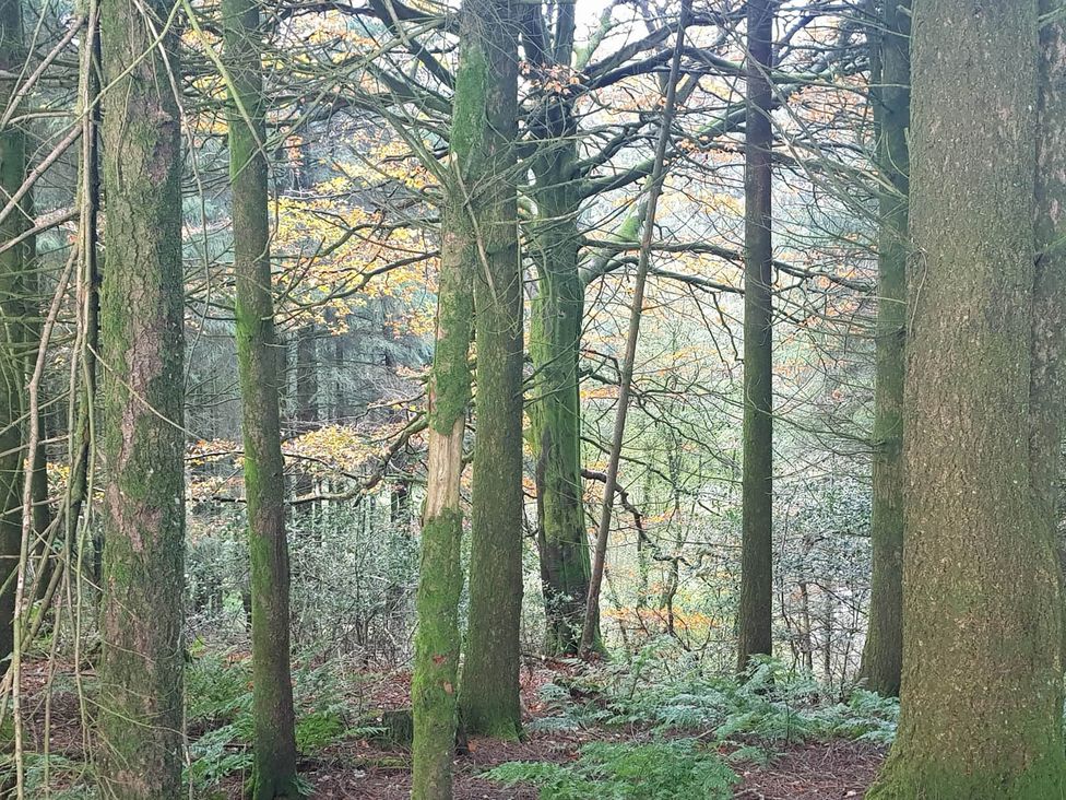 A view of trees and foliage in a forest at 3 Bedroom Cottage Hot Tub Garden Parking Dunkeswell