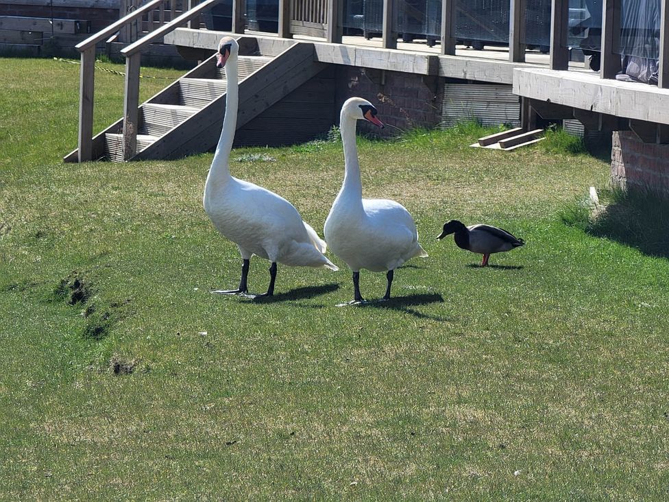 Two swans and a duck on grass near steps at Pet Friendly 2Bed Luxury Lodge in Routh HotTub Heron Lakes Luxury Lodge Park near Beverley