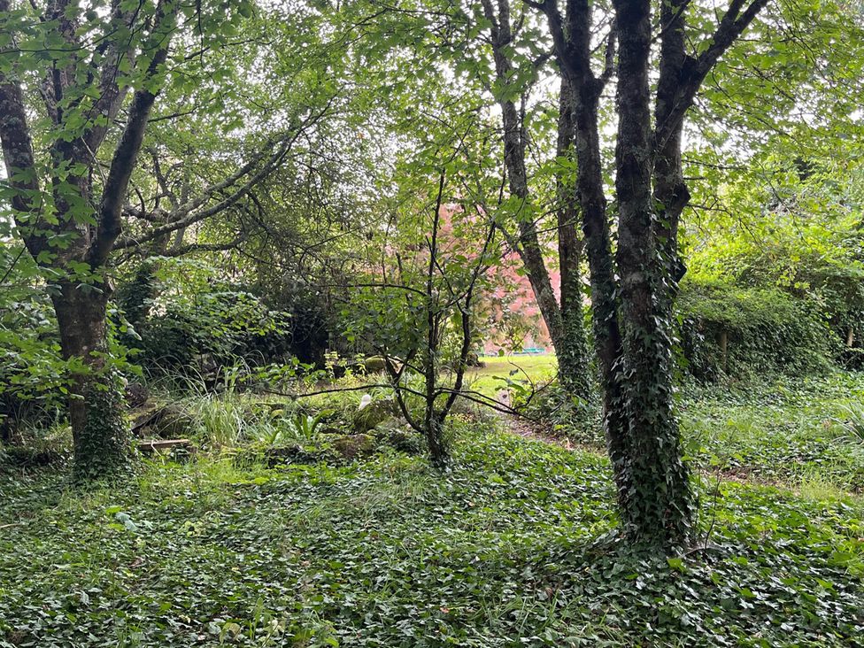 A wooded area with trees, ivy, and a pathway