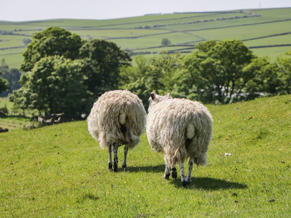 Two sheep walking on grass with trees in the background at Three Mile House in Carnforth