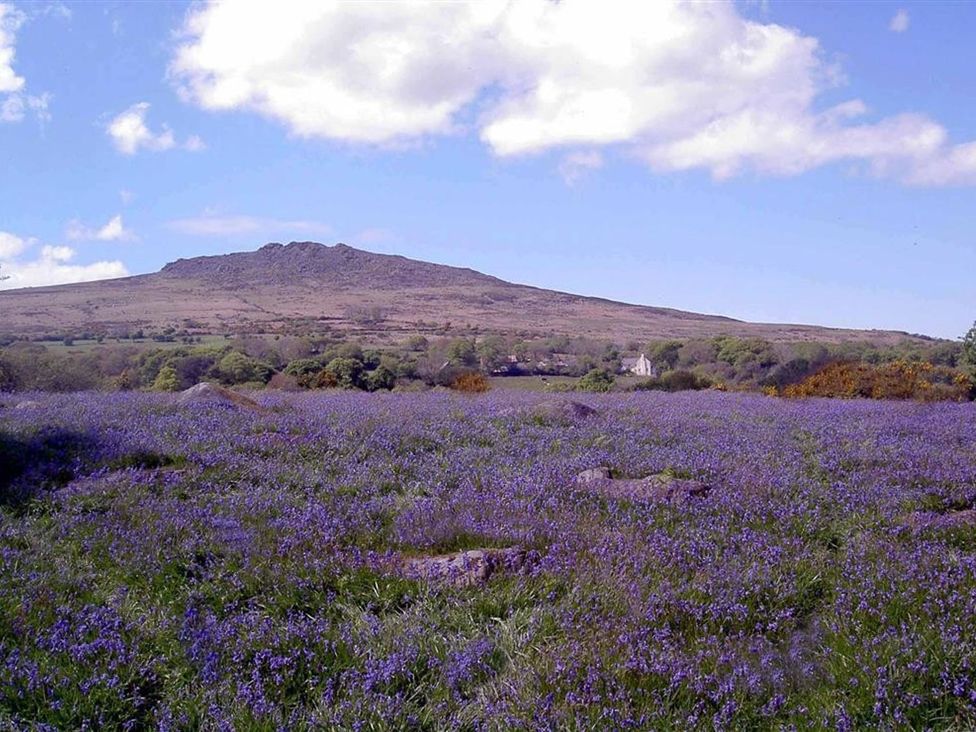 A landscape with purple flowers and a mountain in the background at Llys Gwaun in Fishguard