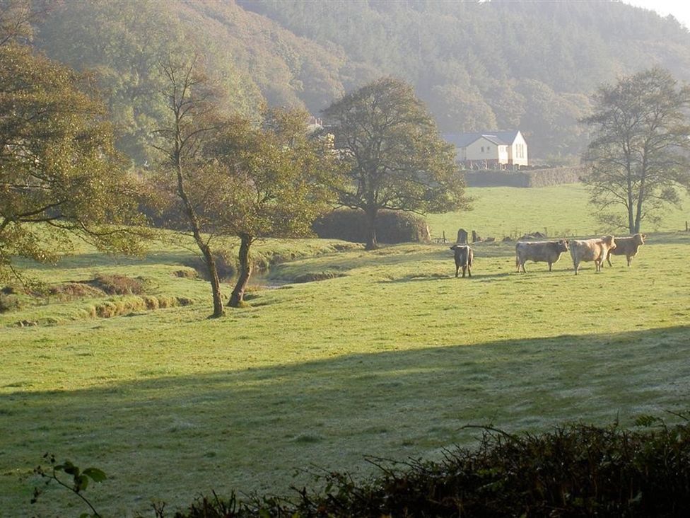 A field with cows and trees at Llys Gwaun Fishguard