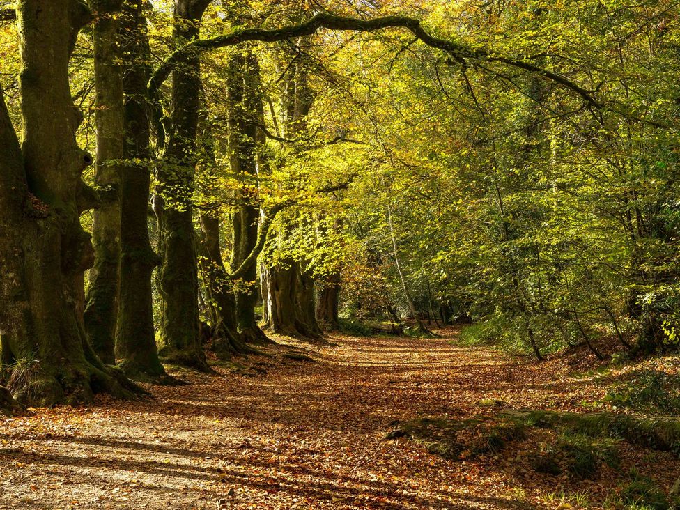 A pathway lined with trees and fallen leaves at 7 Stonerush Valley in Lanreath