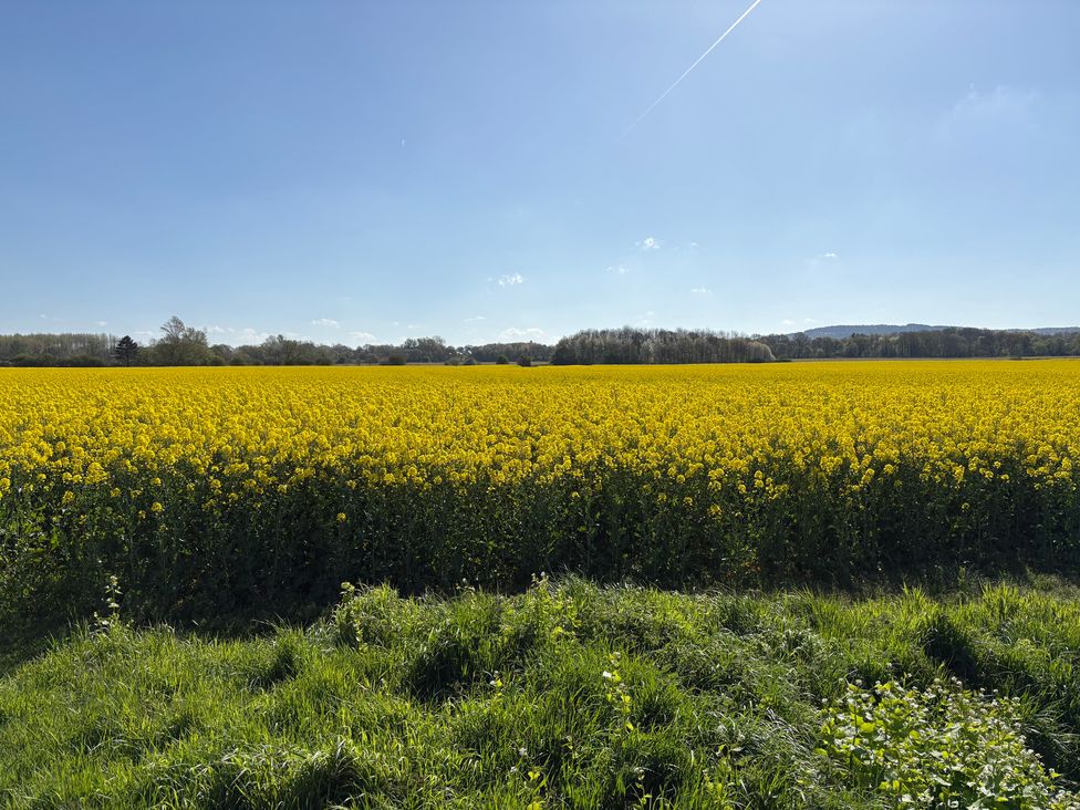 A field of yellow flowers under a clear sky at The Shippon in Burscough