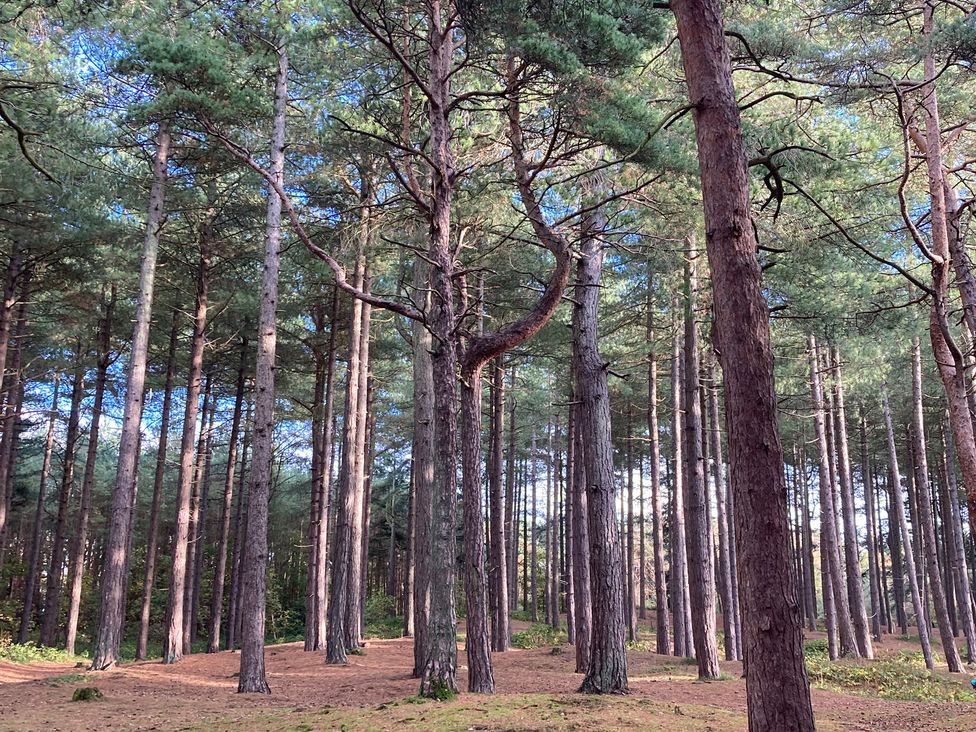 Trees in a forest with sunlight filtering through at The Shippon in Burscough