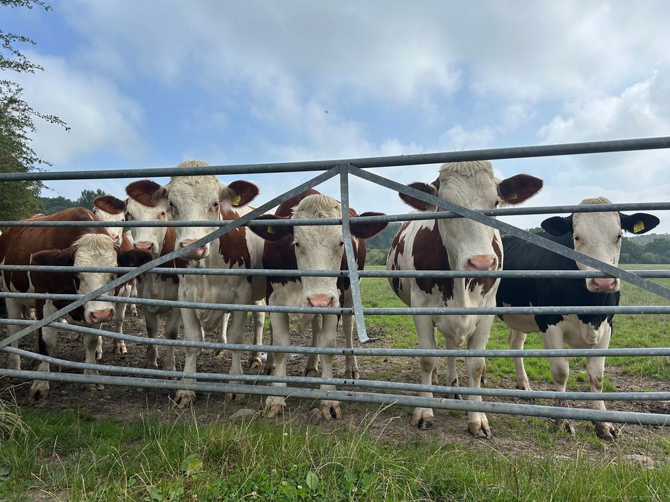 A group of cows behind a gate in a field at The Log Cabin in Burscough