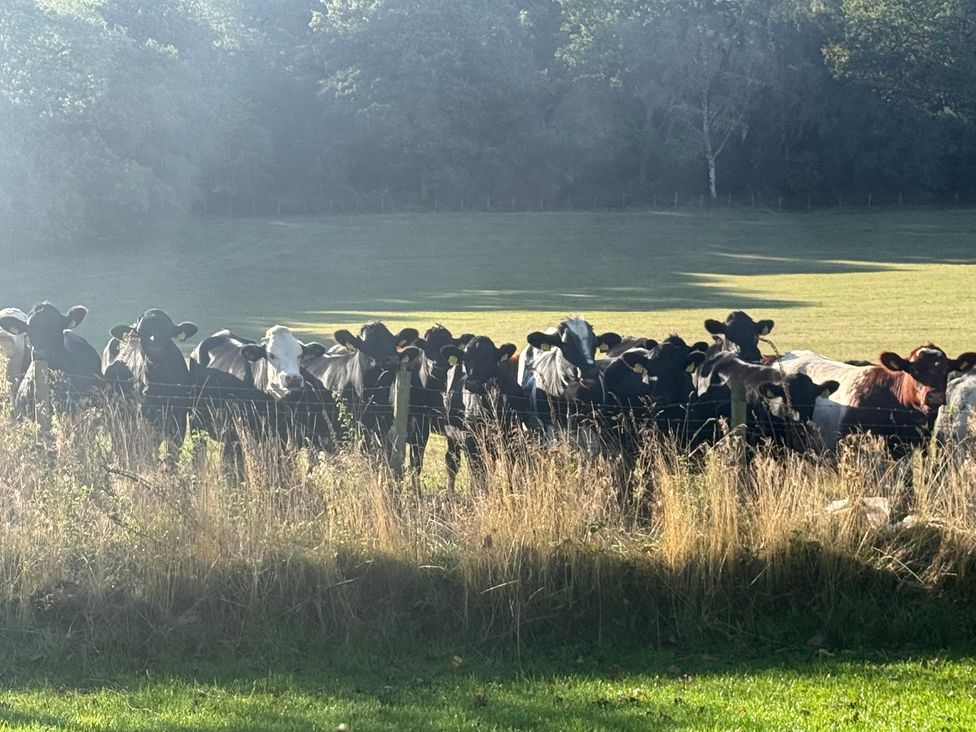 A group of cows behind a fence in a field at Little Red Barn in Wallop near Westbury