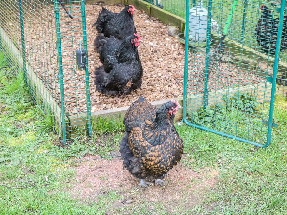 A chicken coop with chickens in an outdoor area at Little Mill in Ashover