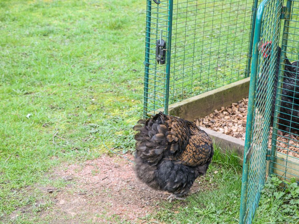 A chicken near a coop with grass at Little Mill in Ashover