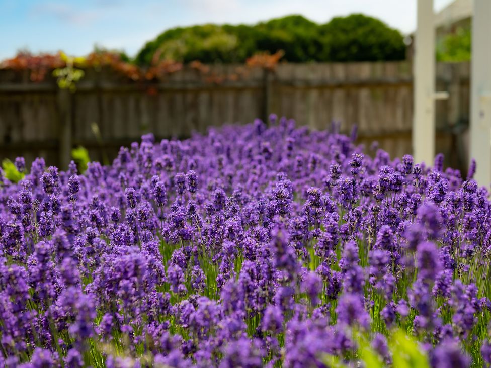 A garden filled with lavender flowers at Charming Countryside Cottage in Blandford Forum