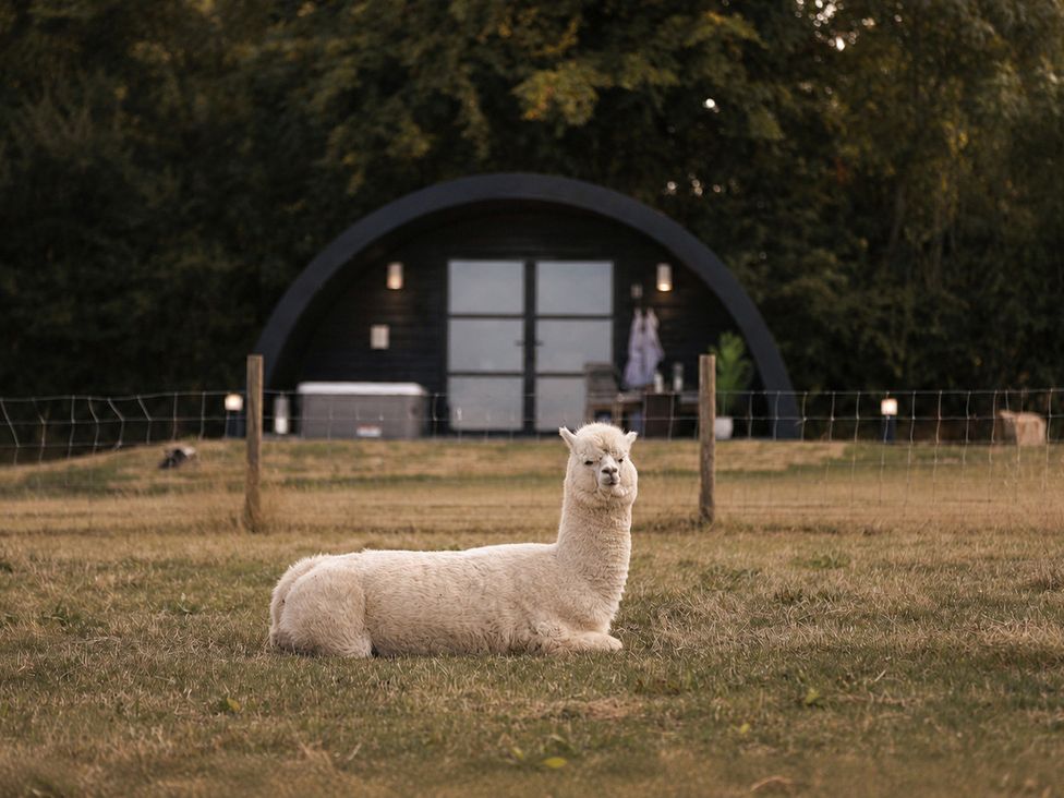 An alpaca lying on grass in front of a cabin at The Hog Hut in Llanarth