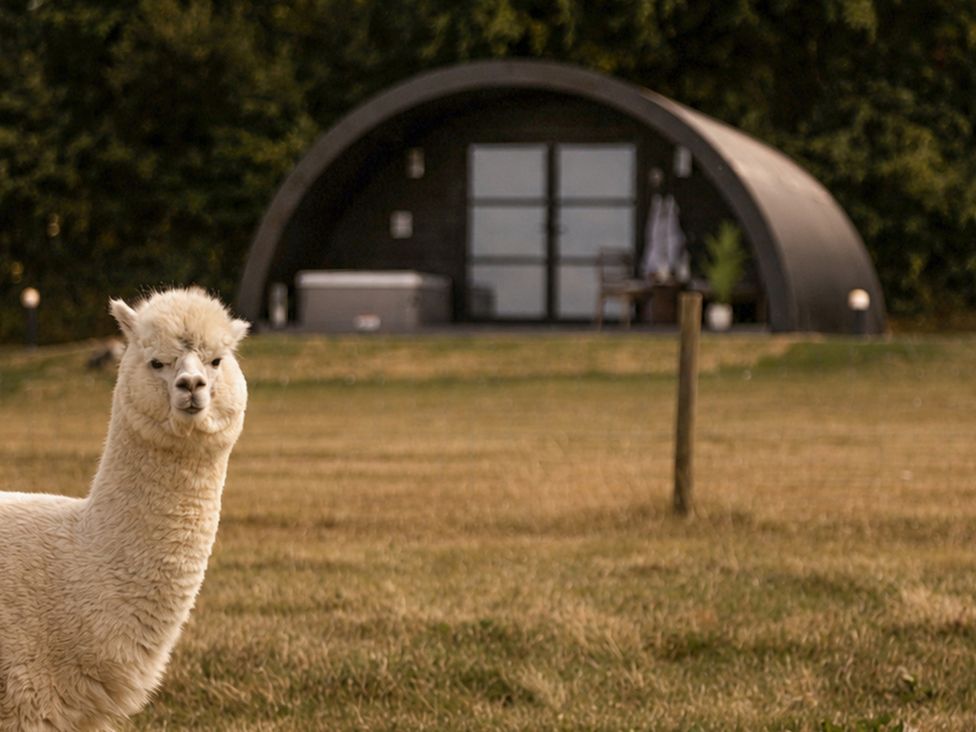 An alpaca in front of a cabin at The Hog Hut in Llanarth