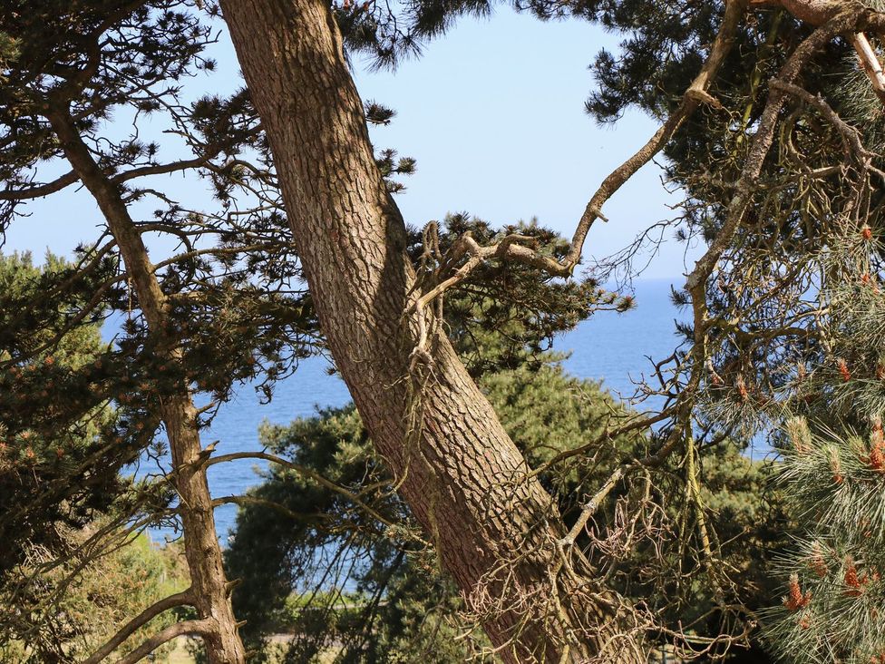 Trees overlooking the sea at The Pines in Bournemouth