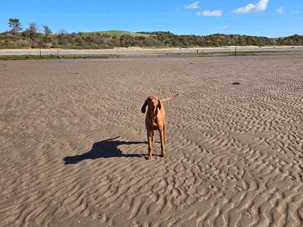 A dog standing on the sandy shore at Sandy Toes in Powfoot, Annan