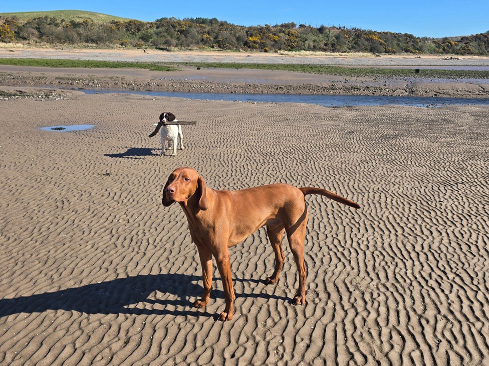 Two dogs on a beach at Sandy Toes, Powfoot, Annan