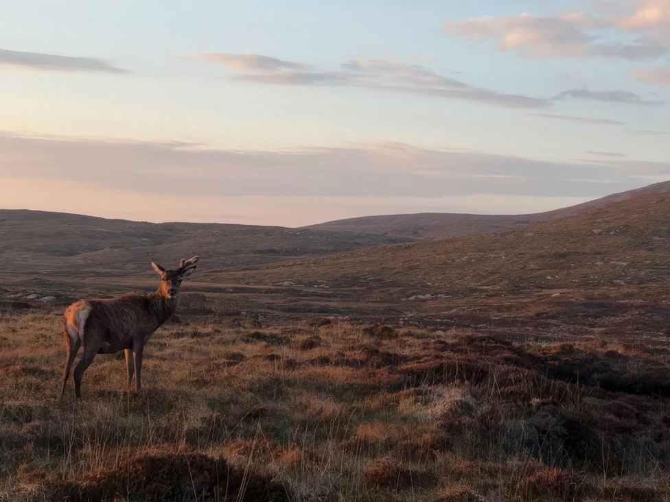 A deer standing in a grassy field at Bothan Beag, Daliburgh, Isle Of South Uist