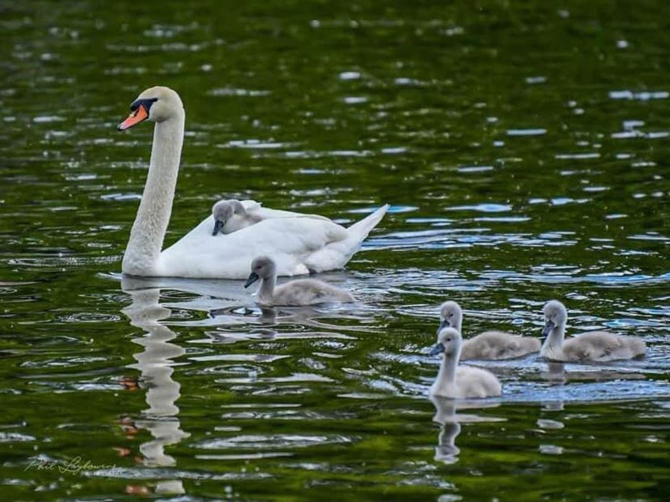 A swan with cygnets in a lake at Luxurious 5 Bedroom House in Cookham near Marlow