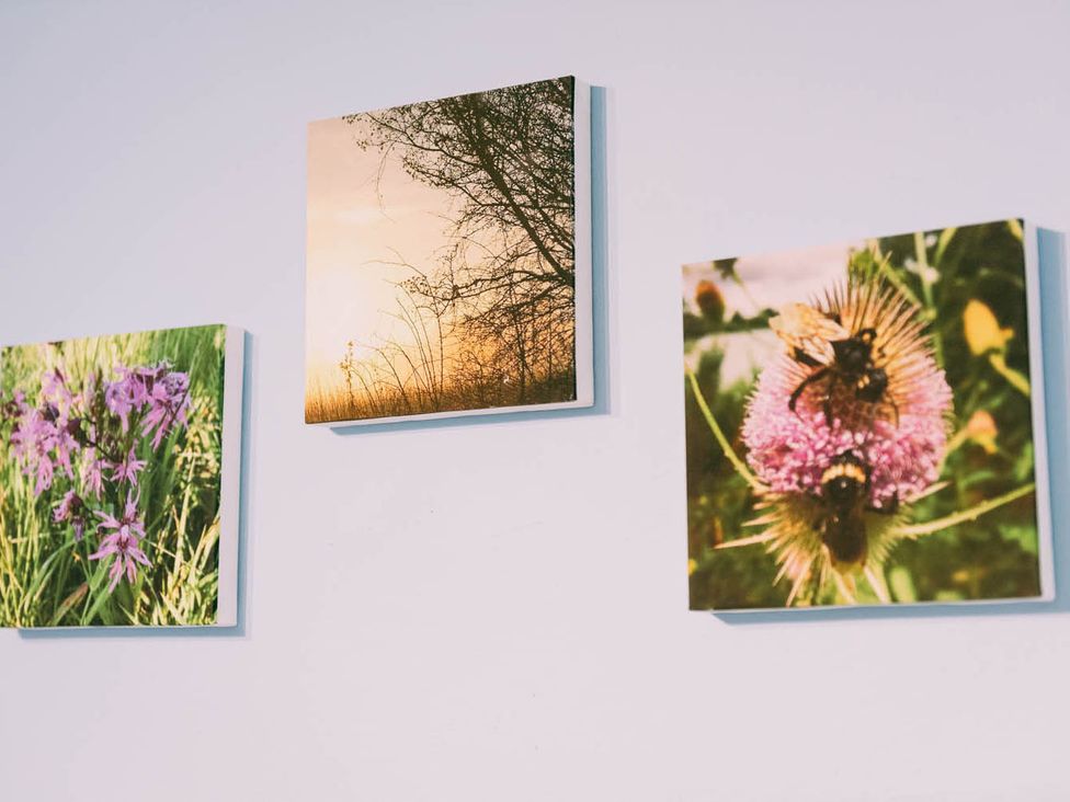 Three photographs of flowers and bees on a wall at The Old Barn in Dereham