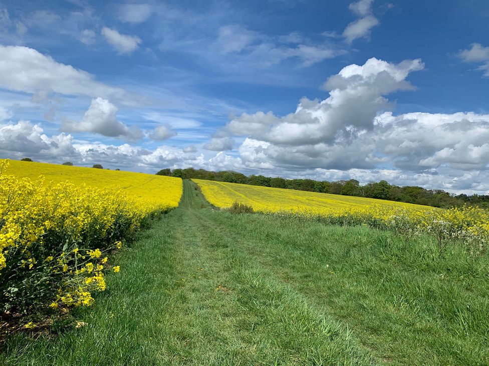 A path between fields of yellow flowers and grass