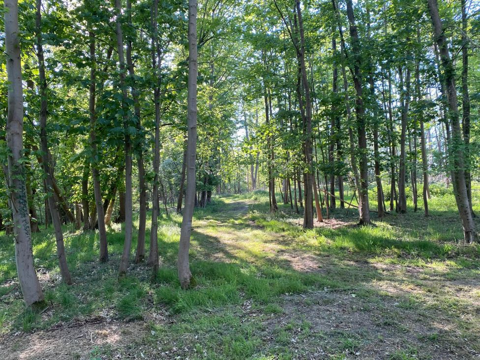 A pathway through trees in a forest near East Harling